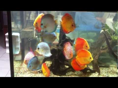 Discus Fish Tank 2012 - Hồ Cá đĩa cực đẹp 2012