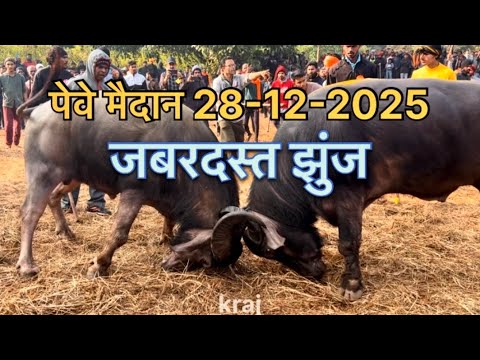 जबरदस्त झुंज🔥पेवे 28-12-2025||#zunj#peve#tamane#kumble#viral#trending#kondgaon