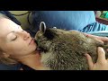 Raccoon loves his morning snuggles. This is his reaction to getting his back scratched - Teeko the raccoon Raccoon loves his morning snuggles. This is his reaction to getting his back scratched