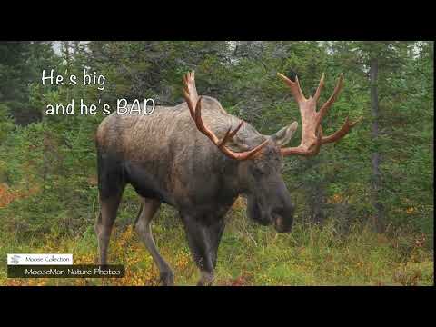 The Strongest Bull Moose We Have Filmed #wildlife #moose #alaska