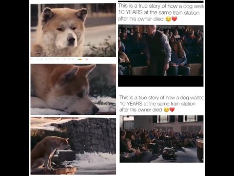 STORY OF A FAITHFUL DOG