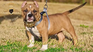 Upcoming ABKC Conformation Show Champion Contender 2022 Crowned Imperial Prince of York #abkc #bully