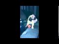 "Fizzgig" The Dog Reacts To His Own Theme Song