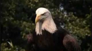 Prayer of The Eagles (Mark ThunderWolf)