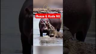 Download lagu Kuda Nil vs Buaya #kudanil #buaya #hewan mp3 Download lagu Kuda Nil vs Buaya #kudanil #buaya #hewan mp3