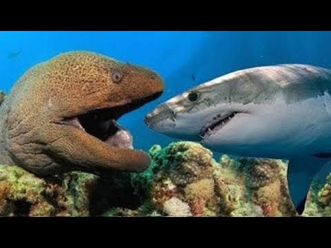 Most Satisfying Moray Eel fighting Shark Video - Amazing Battle Under Seabed With Beautiful Natural