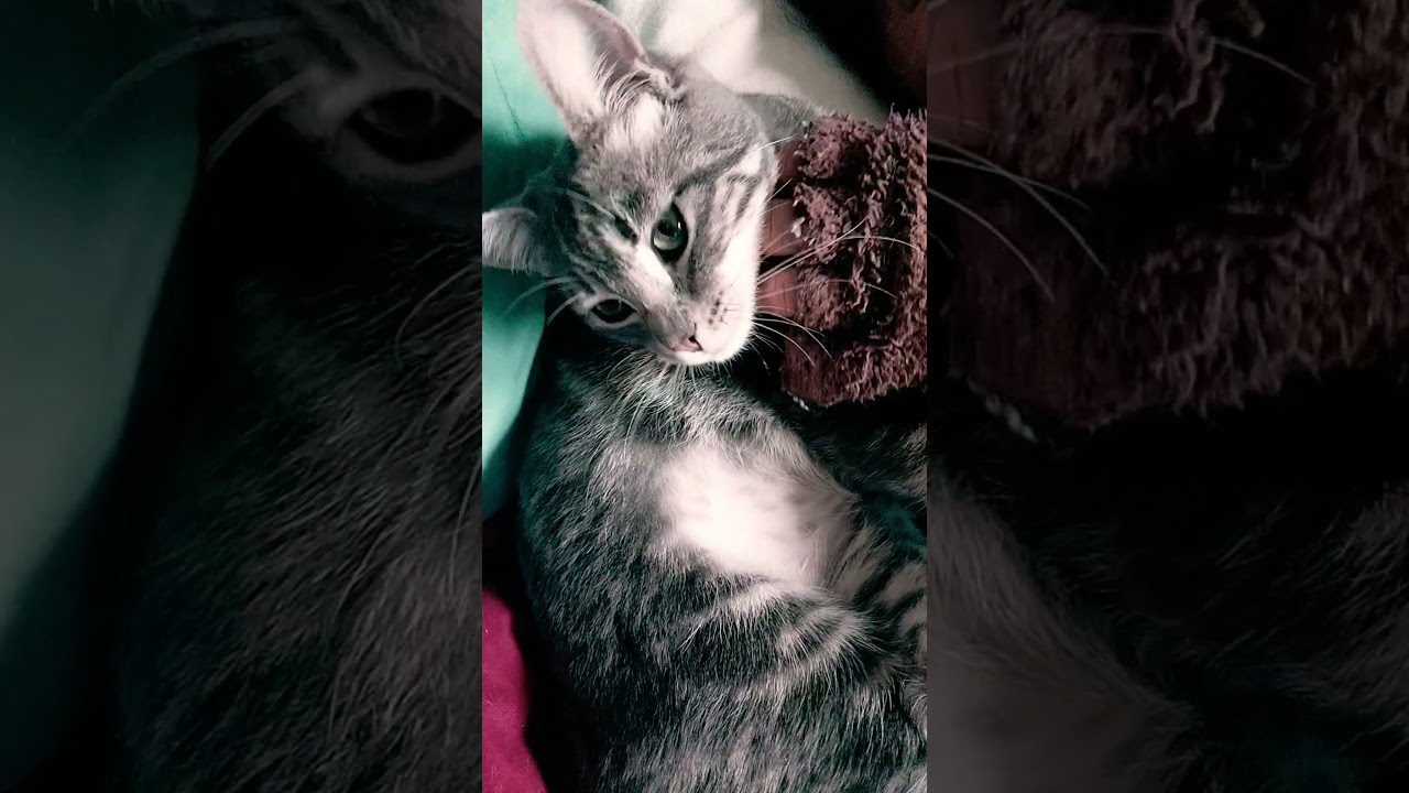 Jasmine, a Adoptable mixed breed in sunnyvale, CA video 6/6