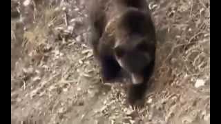 Bears VS Wolves - Survival instinct P 1