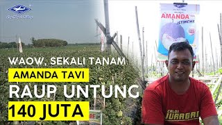 Download lagu BISI Sahabat Petani: Waow, Sekali Tanam Amanda Tavi Raup Untung 140 Juta ... mp3