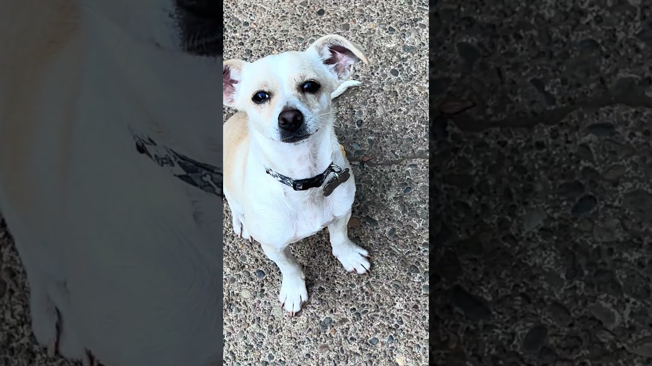 Enlarge Jack Jack, a Adoptable mixed breed in Tigard, OR video 6/6