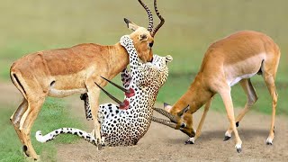 African Wildlife In Action! The God Give Strength Grant Gazelle To Take Down Cheetah With Horns