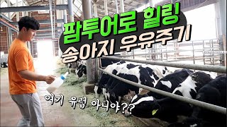 코로나시대 팜투어가 뜬다고?? 우리나라의 이국적인 농장!! - 송아지 우유주기 체험!