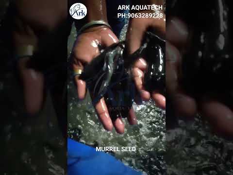 Fish Seeds Murrel