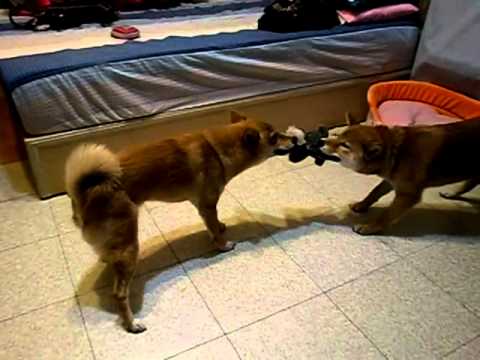 互不相讓---吉比將&YUKI(原發表者:吉比將爸媽)(影片)