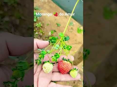 Morango 🍓 do Amor.