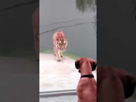 Lion vs Dog