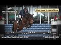 Hunter Jumper Horse Trainer | North Salem ...