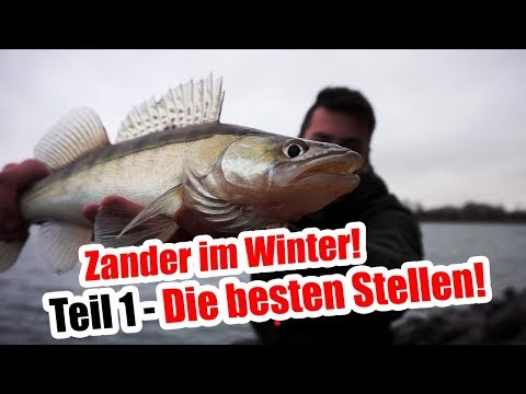 Wo stehen die Zander jetzt? Zanderangeln im Winter Teil 1
