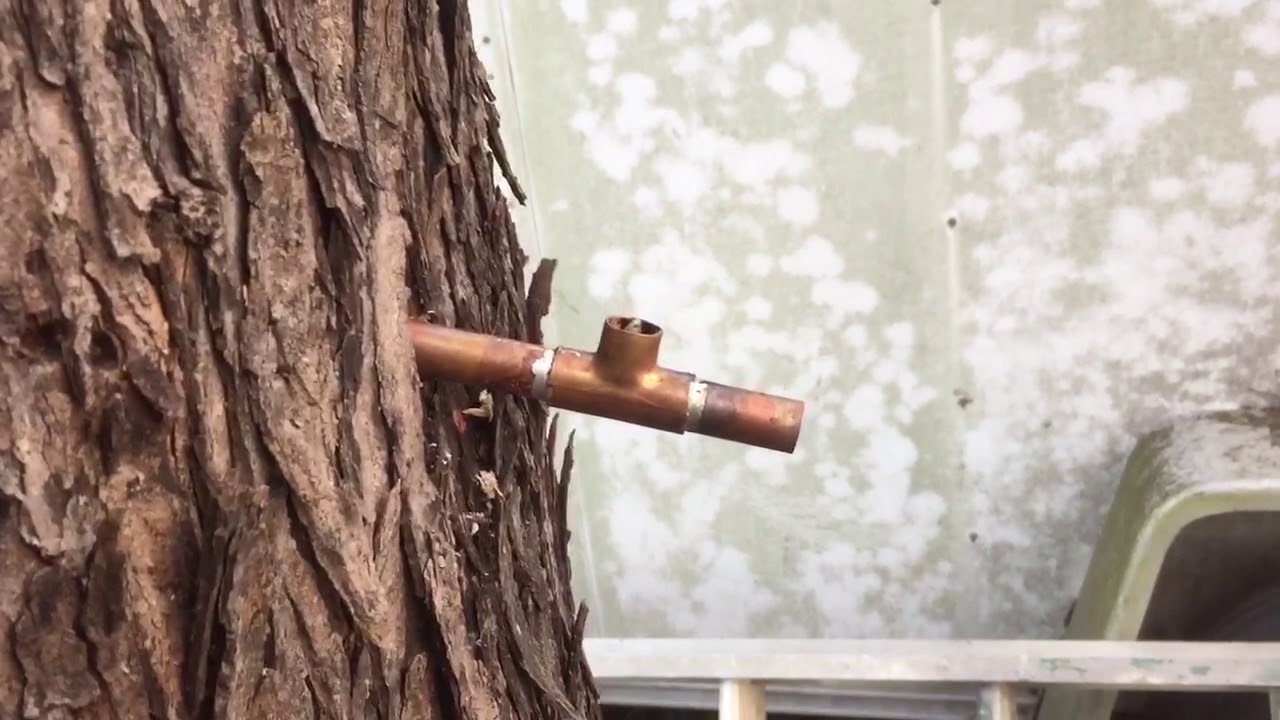 Tapping a tree / homemade tap