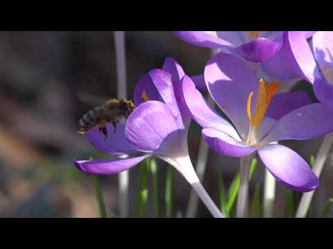 Koechlin - Retour du Printemps - One Minute Meditation - Piano