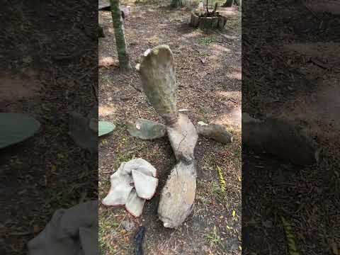 #tuna #florenciovarela #buenosaires #argentina #cabañas #varela .