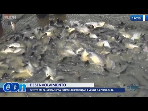 Evento em Palmeirais visa estimular producão e venda na piscicultura 16 09 2021