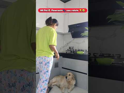 All Pet🐶 Parents🐾 can relate 👇😂 #dog #goldenretriever #zubie