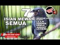 Masteran Juara Srigunting Abu Abu 7 Variasi Suara Tembakan Terbaik 2023 ️