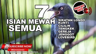 Download lagu 🔴Masteran Juara Srigunting Abu Abu 7 Variasi Suara Tembakan Terbaik 2023❗️ mp3