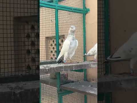 Perfect structure Saleti bicho breeder bird @KhokharPigeonsClub @birdsnewszainjutt8701