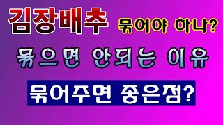 [텃밭농부. 1,285]  김장배추 묶어야하나? 묶으면 좋은점과 나쁜점 #김장배추재배