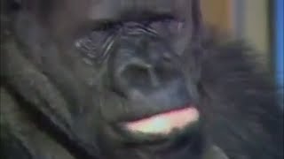 Bill Burr - Koko the Gorilla