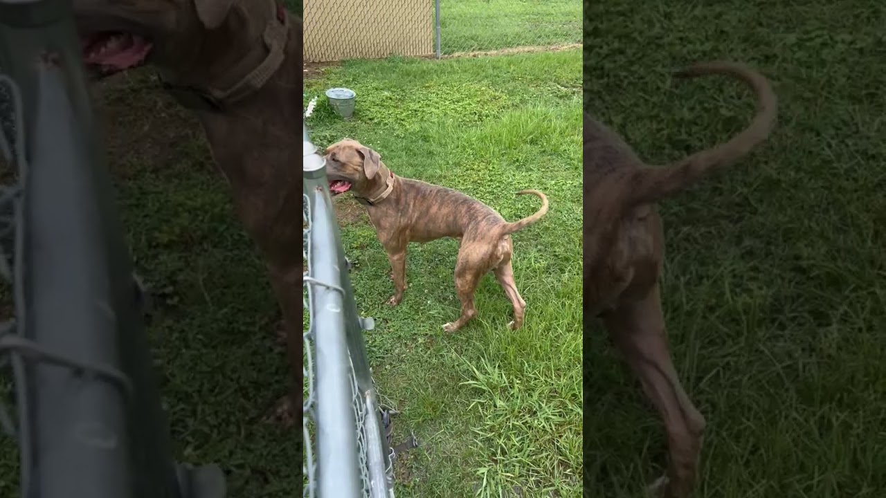 Arlo, a Adoptable Pit Bull Terrier in Rocky Mount, NC video 2/2