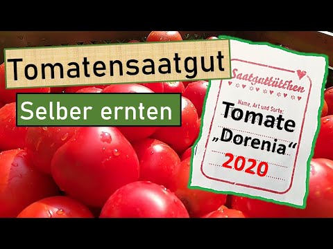 Eigenes Tomatensaatgut ernten🍅 Mit Backhefe | kurz und knapp gezeigt wie´s klappt | Saatenvielfalt💚