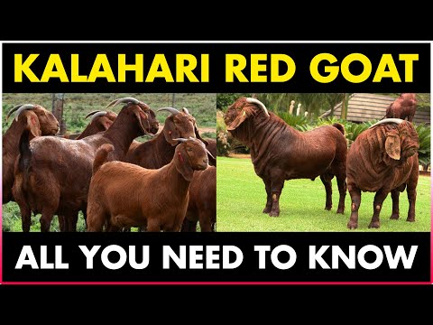 , title : 'Kalahari Red Goat Breed | Kalahari Goat Farming'