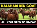 Kalahari Red Goat Breed Kalahari Goat Farming