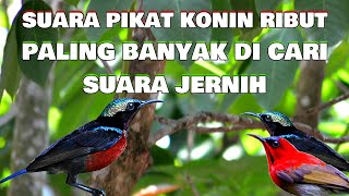 Download lagu Suara Pikat Konin Ribut Terbaru Super Ampuh Jernih 11-12-2022 @AnakDesaKicau @AnakDesaKicau mp3 Download lagu Suara Pikat Konin Ribut Terbaru Super Ampuh Jernih 11-12-2022 @AnakDesaKicau @AnakDesaKicau mp3