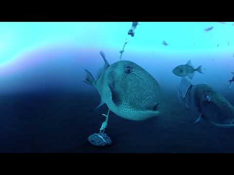 Triggerfish attack! Baited underwater camera in Varadouro, Faial, Azores, Portugal 4K VR 360º 3D
