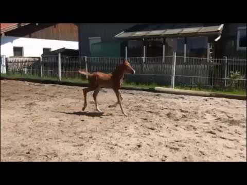 Hengstfohlen von Vivino