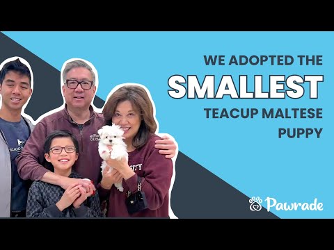 Emmy Lou the Teacup Maltese