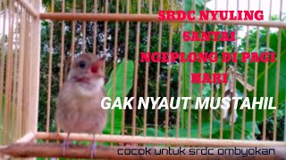 Download lagu SUARA SRDC NYULING DI PAGI HARI SANGAT COCOK UNTUK PANCINGAN SRDC MALAS BUNYI.DAN TERAPI BURUNG SRDC mp3