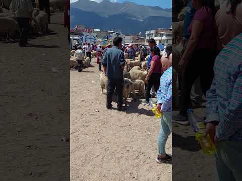 Caminando por la Plaza Pecuaria de San Marcos, Cajamarca 🇵🇪 (Noviembre 2022)