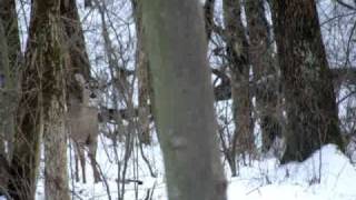 preview picture of video 'Ohio Youth Whitetail Bow Hunt'