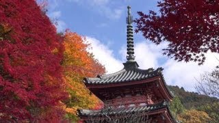 preview picture of video '京都 三室戸寺の紅葉 本堂･三重塔 Mimuroto-ji Temple in autumn(2012-11)'