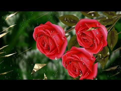 Flowers in the rain and after rain (HD1080p)