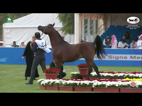 N 221 QASWARAH AL BUSTAN   King Abdulaziz Arabian Horse Center Show 2021   Colts 2 Years Old Class 8