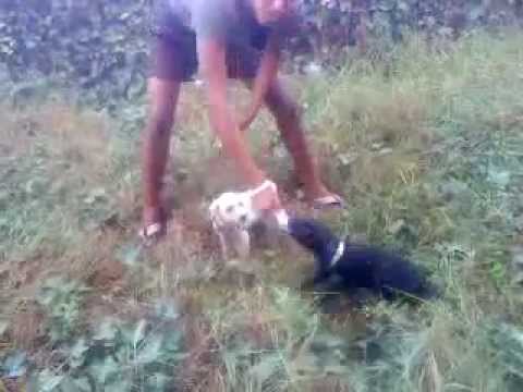 les vrais labradors (youssef & titif).MP4