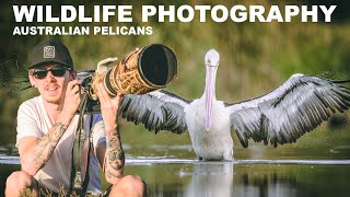BIRD PHOTOGRAPHY - AUSTRALIAN PELICANS | WILDLIFE BEHIND THE SCENES