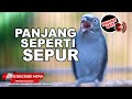 1 TERBAIK Masteran Juwara Murai Batu Srigunting Abu Abu Gacor Satu Nafas 3 Lagu