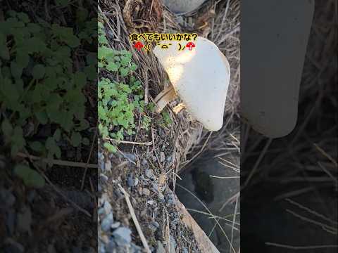 フランスにおける有毒キノコとは何ですか?またその見分け方は?選ぶときはこの7種に注目！  庭園